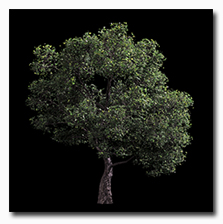 windytree1.png